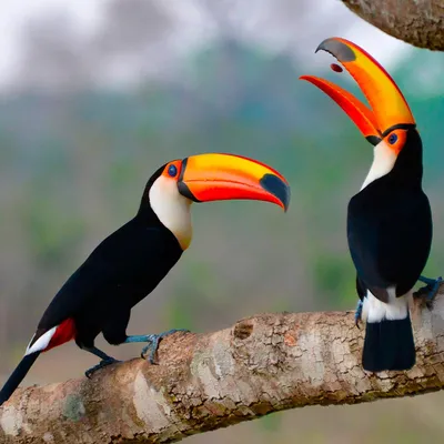 INFO-CAM | Галерея : Портрет Тукана. Парк птиц Игуасу. Бразилия. Portrait  of Toucan. Iguazu Bird Park. Brasil.