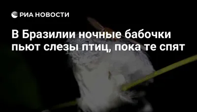 Девять фото в подряд из Парка Птиц в Бразилии