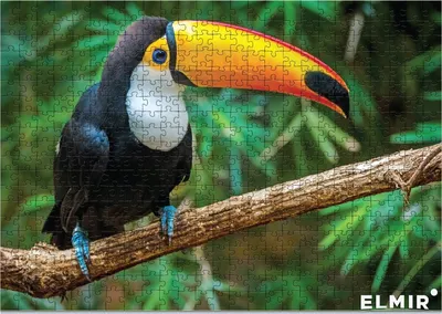 Aves изолированные птицей Parque Das Фос Toco Toucan Toucano Toco-Toucan  делают па Iguacu Бразилии Стоковое Фото - изображение насчитывающей цвет,  америка: 167759302