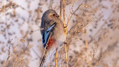В Челябинской области заметили крохотных перелетных птиц в красных  \"шапочках\"