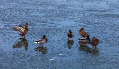Специалисты устанавливают причину гибели птиц в Челябинске - «Экология  России»