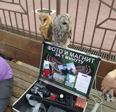 Географические открытия: Фотоохота: Болотная сова, Челябинская область