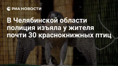 В главном парке Челябинска поселились совы - KP.RU