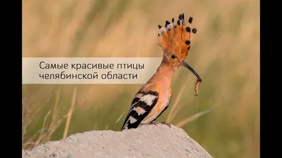 Птицы Челябинской области (эколого-фаунистический обзор)