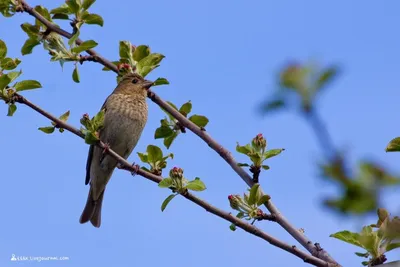 Most beautiful russian birds - YouTube