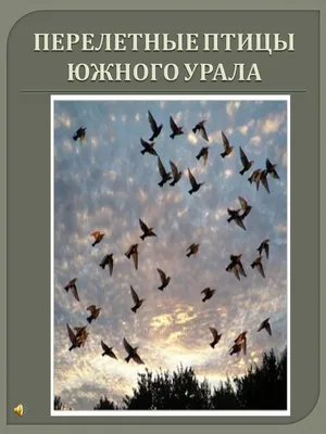 Щурка, зяблик и оляпка: 10 красивых птиц, которых можно увидеть в Челябинской  области - 1 апреля 2018 - 74.ru