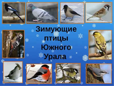 Птицы | Путеводитель по Челябинску и Челябинской области
