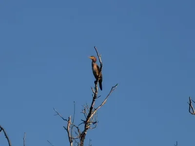 Birds of Russia and Crimea | Птицы России и Крыма's Journal · iNaturalist