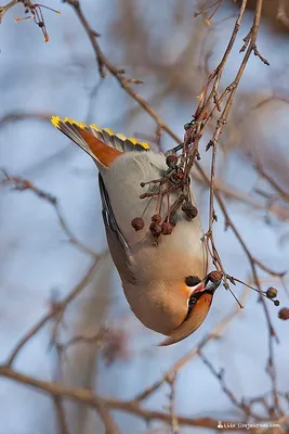 Зимующие птицы картинки - 65 фото