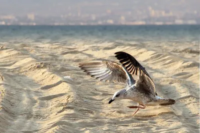 Птицы черного моря фото фотографии