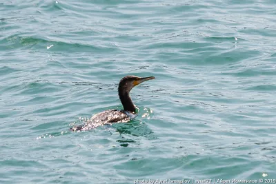 Водоплавающие птицы черного моря - картинки и фото poknok.art