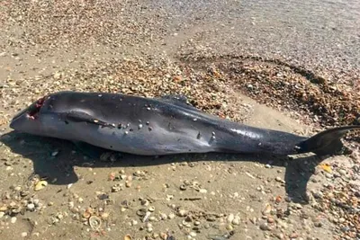 Голуби на берегу моря. Птицы на побережье Черного моря. Голубь уходит в  песок Стоковое Изображение - изображение насчитывающей перемещение, лето:  194045377