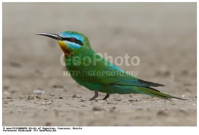 Фотография Зелёная щурка (Merops persicus) Птицы Дагестана | Фотобанк  ГеоФото/GeoPhoto | GetImages Group