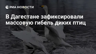 Дагестан и Дикие животные: события, новости, достопримечательности — Все  посты, страница 2 | Пикабу