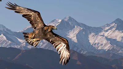 Фотография Скопа (Pandion haliaetus) Птицы Дагестана | Фотобанк  ГеоФото/GeoPhoto | GetImages Group