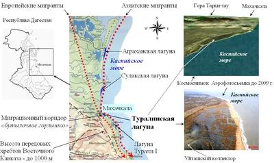 Презентация на тему Разнообразие птиц Дагестана