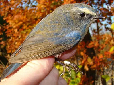 Рыжий дрозд (Turdus naumanni). Птицы Дальнего Востока России.