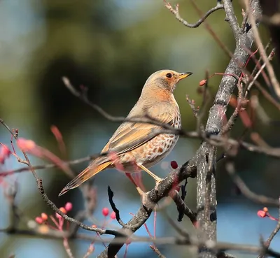 Восточная синица (Parus minor). Птицы Дальнего Востока России.