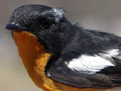 Black-napped OrioleOriolus chinensis – Птицы Дальнего Востока