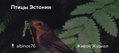 Фото: читательница запечатлела редкую для Эстонии птицу
