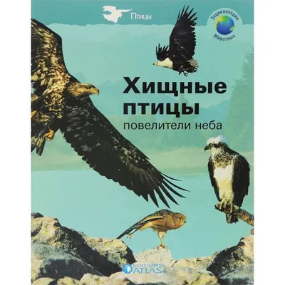 5 редких видов птиц Беларуси. Посмотрите, как они выглядят и где их можно  встретить! — Ляховичи. Ляховичский вестник. Ляхавiцкi веснiк. Новости  города Ляховичи Брестской области