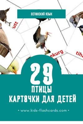 Видеоролики о птицах: воробьиный сыч - самая маленькая сова в Европе |  Читатели прислали в редакцию фотографии птиц, которые стали основой  познавательных видеороликов, подготовленных ERR в рамках месяца окружающей  среды.... | By ETV+ | Facebook