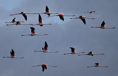 Скидка на WINGSPAN (КРЫЛЬЯ). Птицы Европы