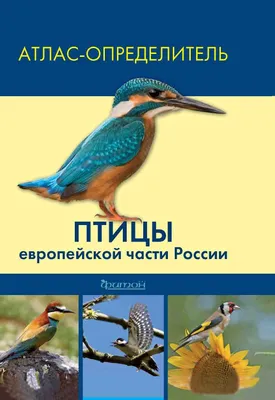 Книга \"Птицы Европейской части России. Фотоопределитель\" Храбрый В М -  купить книгу в интернет-магазине «Москва» ISBN: 978-5-222-36388-1, 1105537