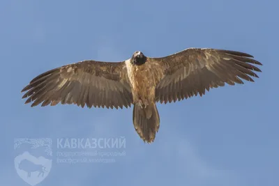 Птицы города сочи фото фотографии