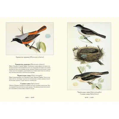Птицы и их гнезда фото фотографии