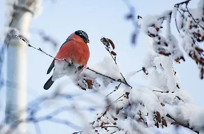 Фотоопределитель куликов Якутии 2017-12-24. Птицы Сибири.