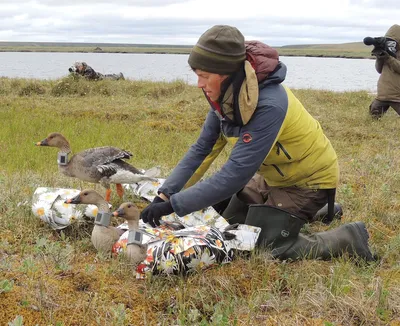 Мутанты, гибриды, случайные гости: необычные животные и птицы, которых  обнаружили в Якутии — ЯСИА