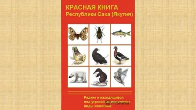 Птицы Сибири. Редкие встречи и находки.