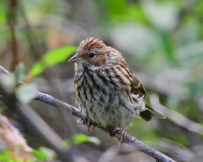 В Якутии найдена тушка уникальной птицы