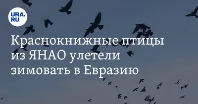 Орнитологи Союза охраны птиц России проведут мониторинг численности редких  хищных птиц на Ямале — Наш Урал и весь мир