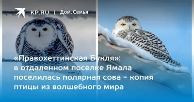 Кулики Ямала - Дневник наблюдений птицДневник наблюдений птиц