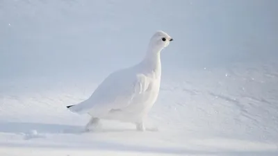 Самые красивые зимние птицы ЯНАО: фотоподборка