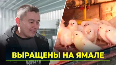 Правохеттинская Букля»: в отдаленном поселке Ямала поселилась полярная сова  - копия птицы из волшебного мира - KP.RU