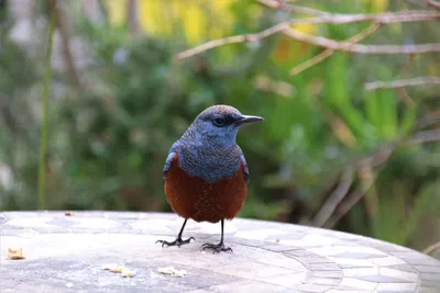 Японская амадина (Lonchura striata) — Зоопарк «Лимпопо» г. Нижний Новгород  – Нижегородский зоопарк