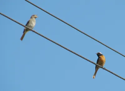 Birds of Russia and Crimea | Птицы России и Крыма's Journal · iNaturalist