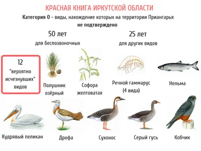 Кедровка (Nucifraga caryocatactes) - Приокско-Террасный государственный  природный биосферный заповедник