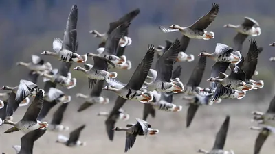 Первые перелетные птицы вернутся в Московский регион в середине марта - В  регионе - РИАМО в Мытищах