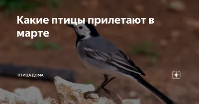 Голоса птиц круглый год. 100 видов птиц поют в кадре - YouTube