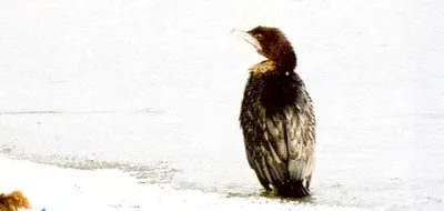 В Одесскую область прилетели необычные птицы: их голос напоминает блеянье  барашка | ЮГ.today