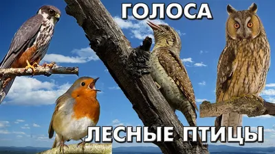 Птицы Украины (34 фото)