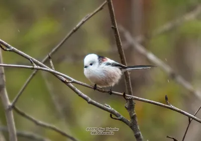 Птицы Югры · iNaturalist Ecuador