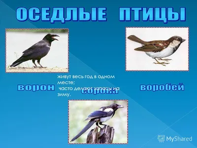 Презентация к уроку окружающего мира \"Птицы Югры\"