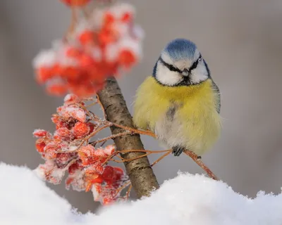 Птицы Южного Урала: iris_arctic — LiveJournal