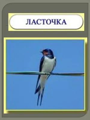 Лесные птицы Урала - фото и картинки: 67 штук