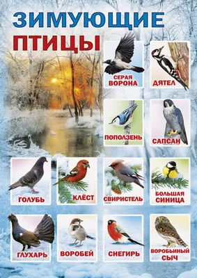 Крупные лесные птицы урала (27 фото) - красивые фото и картинки pofoto.club